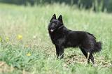 SCHIPPERKE 642